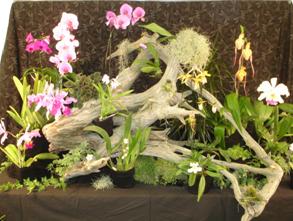 OSRBG entry in COOS show
